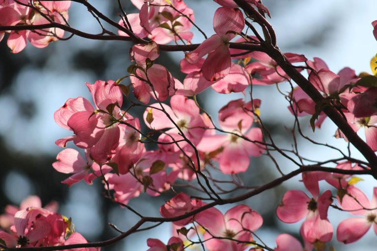 What Is the Legend of the Dogwood Tree? Was the Cross Made of Dogwood?